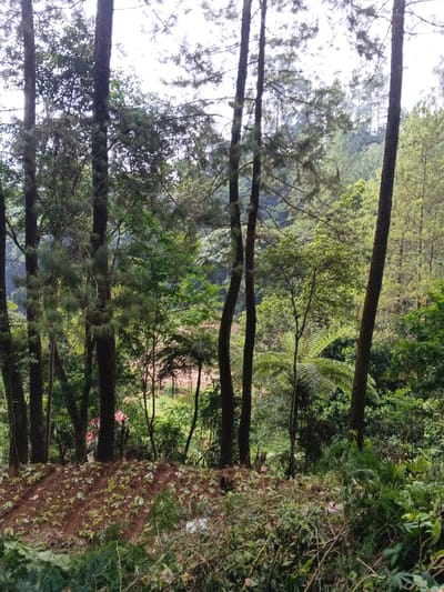 The scene depicts a dense forested area within Na Sangkham, Laos. The foreground features a sloped expanse of tilled brown earth with nascent green sprouts arranged in rows, adjoined by unruly green undergrowth containing scattered white debris. Multiple tall, slender trees with dark, rough bark, consistent with conifers, rise vertically through the midground. Between these trunks, layers of smaller trees, dense green foliage, and large ferns are visible, including a prominent tree fern slightly right of center. A section of reddish-brown exposed earth and sparse pink flora are discernible deeper within the foliage. The background shows a continuous, thick forest canopy covering distant hilly terrain, beneath a light gray, overcast sky. No persons are depicted.