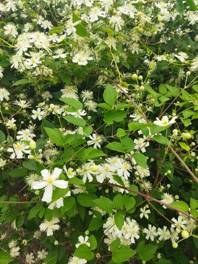 The image depicts a dense cluster of white clematis flowers with green leaves and brown stems. The flowers have multiple narrow petals and yellow centers. Some buds are visible, appearing as small, green, oval shapes. The foliage creates a thick, tangled appearance, suggesting an overgrown or naturalized planting. The scene is outdoors, with a naturalistic, slightly wild aesthetic. The location is identified as Stępocin, Poland.