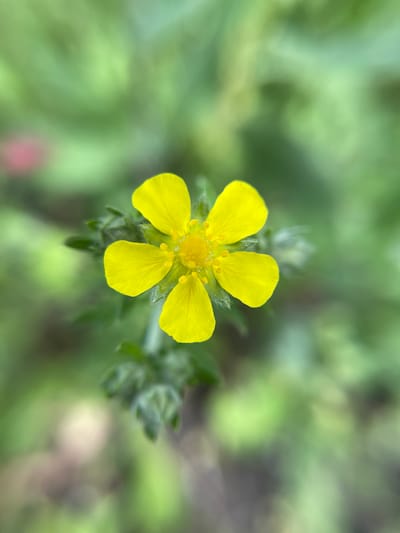 A close-up shot displays a vibrant yellow flower with five petals. The flower's center showcases a cluster of stamens and pistils. The background is blurred, featuring green foliage. The image suggests a garden or natural environment. The location of the image is not discernible from the image.