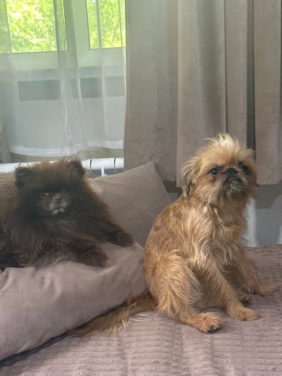 Two dogs are sitting on a bed. On the left is a fluffy dark brown Pomeranian. On the right is a scruffy light brown Brussels Griffon. The dogs are looking towards the camera. In the background, a window is visible with light green trees outside. The room appears to be a bedroom with curtains and a textured bedspread. The image was taken in Osinniki, Russia.