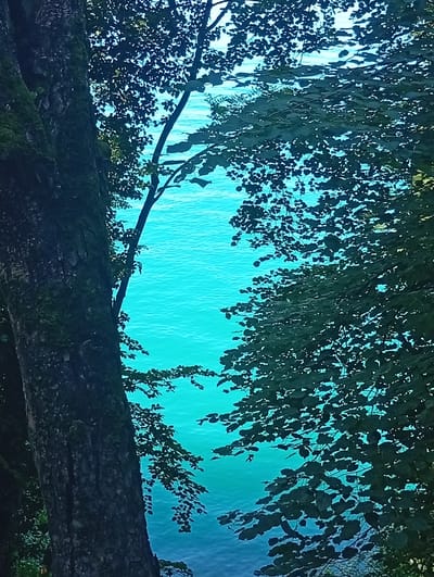 The image is a vertical, full shot of a tree trunk on the left side, covered in moss. The tree trunk is dark brown and textured, with visible bark. To the right of the trunk, a body of bright turquoise water, likely a lake, fills the majority of the frame. The water has a rippling surface, suggesting movement. Overhanging branches and dark green leaves from trees frame the top and right edges of the image, creating a natural border and casting shadows on the water. The foliage is dense, with many leaves obscuring the background. The scene appears to be an outdoor natural setting, possibly near the shore of a lake. There are no people or animals visible in the image. The lighting suggests it is daytime, with sunlight filtering through the leaves. This scene is consistent with the natural beauty found along the shores of Lake Lucerne in Beckenried, Switzerland.