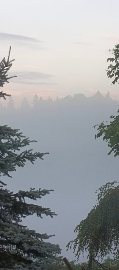 A vertical, low-angle, eye-level, outdoor, full shot captures a misty forest scene with evergreen trees in the foreground. In the lower left quadrant, the branches of a blue spruce tree extend diagonally towards the center. In the upper right quadrant, green leaves from a deciduous tree hang down. The background is dominated by a dense forest silhouette shrouded in thick fog, with the sky above showing a soft gradient of light gray to pale pink hues, suggesting either dawn or dusk. The location is Merchalovo, Russia. There are no people, animals, or specific structures visible in the scene. The overall atmosphere is serene and atmospheric, characterized by the diffused light and the obscuring mist.