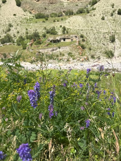 In the city of El'tiubiu, Russia, a lush meadow of wild purple and yellow flowers dominates the foreground of this image. The vibrant flora, including clusters of purple flowers on tall stalks and smaller yellow blooms, creates a dense tapestry of color. In the mid-ground, a dry, rocky riverbed is visible, bordered by sparse green vegetation and the ruins of an old stone building, possibly a dwelling or barn, with a collapsed roof and open entrances. Behind the ruins, a steep, grassy hillside rises, sparsely dotted with bushes and trees. The overall environment suggests a remote, natural setting, likely in a mountainous or hilly region, with evidence of past human habitation. The image is a still, natural landscape, with no people or animals present.