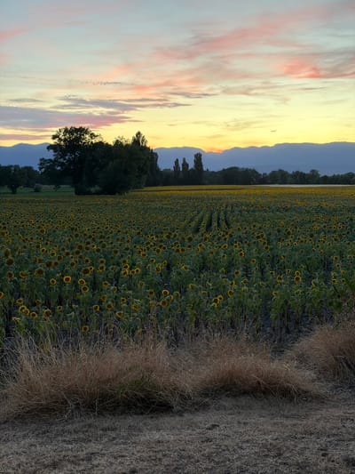 This is a vertical, medium-shot photograph of a vast sunflower field at sunset. The field is densely populated with sunflowers, their heads facing forward in neat rows that stretch into the distance. In the foreground, dry, light-brown grass and straw litter the ground. Behind the field, a line of dark green trees and mountains creates a silhouetted horizon against a sky filled with soft, pastel-colored clouds—shades of pink, orange, and pale yellow—indicating the setting sun. A small airplane is visible in the upper right portion of the sky. The lighting suggests the end of the day, with a warm, golden glow illuminating the scene. The location is Veigy-Foncenex, France.