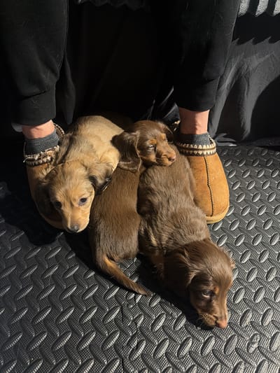 A high-angle indoor shot depicts three dachshund puppies nestled together. One puppy has a light tan coat and is partially obscured by a brown slipper with decorative trim. Another puppy, with a darker brown coat, lies on top of the first, and a third, brown puppy is visible above them. A person wearing black clothing is present; the person's hands are visible near the slippers. The scene is set on a dark, textured rubber mat. The location is unspecified and the claim about Mirabel, Canada cannot be verified from the given image.