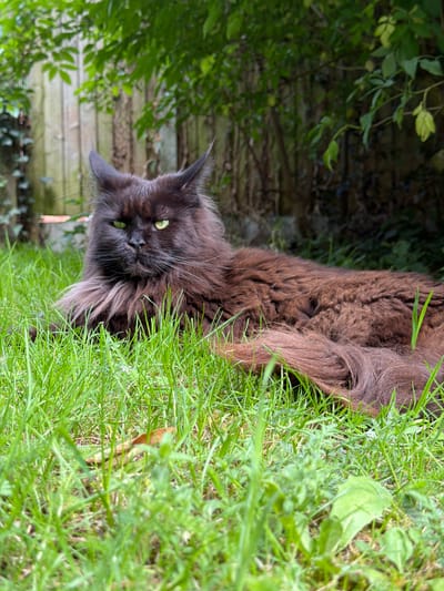 A large, long-haired brown cat with green eyes is lying in vibrant green grass. The cat is positioned centrally in the frame, facing left, with its body extending to the right. Its fur is thick and shaggy, particularly around its neck and tail. Behind the cat, a weathered wooden fence runs horizontally, partially obscured by green foliage and trees. The background is softly blurred, indicating a shallow depth of field. The scene appears to be a garden.
