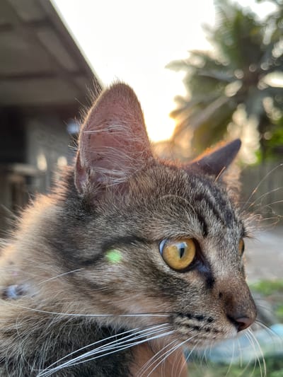 A close-up, side profile image of a brown tabby cat's face is captured during golden hour in Tambakreja, Indonesia. The cat, with striking amber eyes, is positioned in the foreground, its fur illuminated by the warm sunlight. The background is softly blurred, featuring palm tree fronds silhouetted against the setting sun, hinting at a tropical environment. A portion of a building's roof is visible on the left, suggesting an outdoor or semi-outdoor setting near a residential or industrial area. The overall scene evokes a peaceful and serene atmosphere.