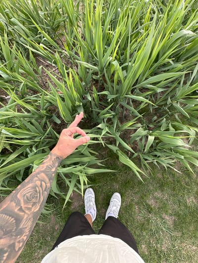 The image depicts an overhead view of tall, green, grass-like plants occupying most of the frame. Adjacent to the vegetation is an area of shorter, greener grass, with a person standing on it. The person is wearing white shoes, black pants, and a white shirt. The person's arm, heavily tattooed, extends into the patch of tall plants, with their hand making an "OK" gesture. The location is Partido de Quilmes, Argentina.