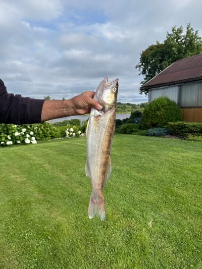 An outdoor, medium shot captures a man's hand holding a freshly caught fish. The man is wearing a black long-sleeved shirt. The fish, light-colored with faint stripes, is held vertically, head up, its mouth open. The background features a lush green lawn, flowering bushes with white blossoms, a body of water, trees, a building with a dark brown, corrugated roof, and a cloudy sky. The scene appears to be a residential area, possibly in or near the city of Sitno, Russia, given the vegetation and building style.