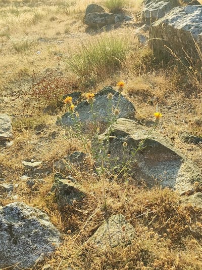 The image depicts a rocky, dry landscape with sparse vegetation. In the foreground, a thorny plant with yellow flowers stands out. The ground is covered with dry grass and small stones. Large boulders are scattered throughout the scene. The sunlight suggests it is daytime. The scene appears to be an outdoor natural environment. There are no people or animals visible in the image. The location is identified as Ledrada, Spain, suggesting a rural or natural area within or near the city.