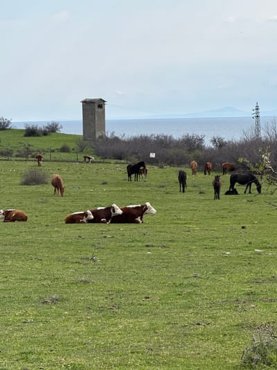 The image depicts a pasture near Emona, Bulgaria. Several cows, some brown and white, graze in a green field. A tower stands to the left, against a backdrop of the sea or a large lake. Horses also graze in the distance. A power line is visible in the background. The scene appears rural.