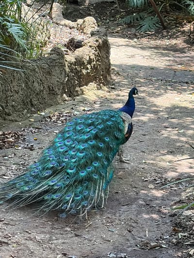 The image shows a peacock standing on a dirt path. The bird has vibrant blue and green plumage with characteristic eye-spotted tail feathers. It is standing near a rocky outcrop covered with plants. The environment appears to be a natural, possibly wooded area. There is no specific evidence to confirm that the photo was taken in San Pedro Zacachimalpa, Mexico.