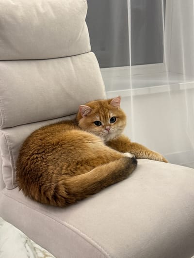 A medium shot depicts an orange tabby cat clinging to the side of a light-beige upholstered couch. The cat's body is curled into a compact circle, with its head tilted upward towards the camera. It has large, round eyes and a slightly furrowed brow, lending it an inquisitive expression. One paw is wrapped around the side of the couch. The couch itself is segmented into multiple sections, and its upholstery appears smooth and slightly textured. In the background, a window is partially visible, featuring sheer white curtains that filter the natural light. The exact location is Молодёжный, Russia.