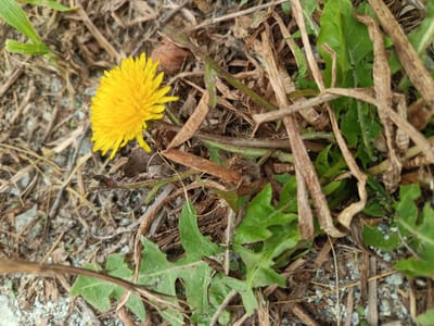 A close-up, ground-level, high-angle shot captures a single yellow dandelion flower in full bloom amidst a backdrop of dry leaves, brown grass stalks, and green foliage. The dandelion, positioned slightly to the left of the frame's center, is vibrant and fully open, its petals spread outward. Surrounding the flower, the environment is composed of natural debris: numerous dried, straw-like stalks lie horizontally and diagonally, interspersed with textured brown leaves and bits of soil and gravel. In the lower right and mid-right of the image, several serrated green leaves, characteristic of dandelion plants, are visible, some slightly wilted. A thin, thorny stem with a green hue cuts across the image from the lower left towards the center right. The overall scene is one of a natural outdoor environment, likely a park, garden, or unkempt patch of ground within Zarubino, Russia, characterized by the presence of common wild flora and decaying organic matter. There are no people or animals visible.