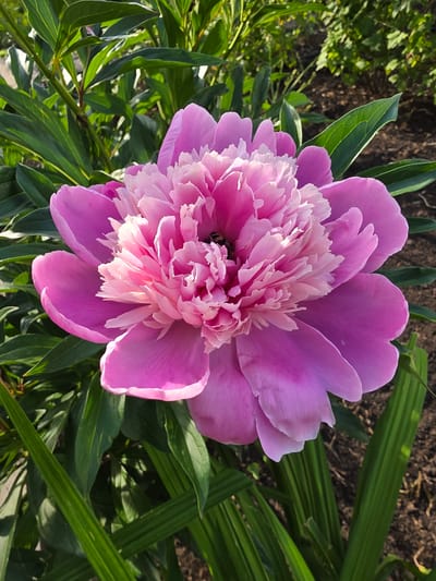 A close-up, eye-level, vertical shot features a large, fully bloomed pink peony flower. The petals are a vibrant shade of magenta at the outer edges, gradually transitioning to a lighter pink and then to a creamy white towards the center. The intricate, ruffled texture of the inner petals is clearly visible. At the very center of the flower, a dark, small insect, possibly a bee, is nestled amongst the petals. The flower is surrounded by lush, green foliage, with some leaves showing lighter green edges and vein details. The background consists of dark brown soil, indicating a garden setting. The lighting suggests it is daytime, with sunlight illuminating the flower and casting shadows on the surrounding leaves. The image was captured in Petrushenko, Russia.