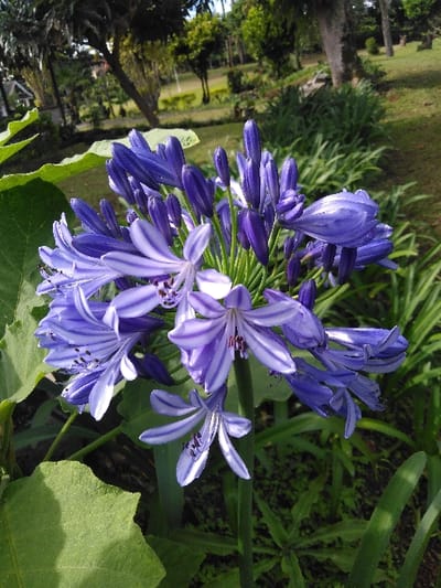 The image displays a detailed, eye-level view of a large, spherical cluster of Agapanthus (Lily of the Nile) flowers, prominently featured in the center of an outdoor garden or park setting. The inflorescence consists of numerous individual florets and unopened buds. Several open florets exhibit six elongated petals, predominantly deep violet-blue, with some displaying distinct lighter purple-white longitudinal stripes. Visible within the open flowers are dark anthers tipped with yellow pollen. Tightly clustered, elongated, deep purple buds, still closed, form the upper and outer portions of the flower head. A thick, smooth, green stem supports the entire cluster.
In the foreground, large, broad green leaves are partially visible on the lower left side of the frame. The immediate ground directly beneath the flowers and to the lower right consists of dark green, somewhat sparse, grass-like foliage. The midground features a dense border of dark green, elongated plants positioned behind the main flower cluster.
The background presents a landscaped environment under bright natural lighting, indicative of daytime. A well-maintained, light green lawn extends across the frame, bordered by numerous mature trees with green canopies and visible brown trunks. A faint, light-colored structural element, possibly a building, is indistinctly visible through the trees in the far left background. No people or animals are present, and no specific actions or interactions are depicted.
While the requested location is Bierbeek, Belgium, the visual content of the image does not provide any identifiable landmarks or specific geographical features to confirm this precise location within the city of Bierbeek or Belgium.