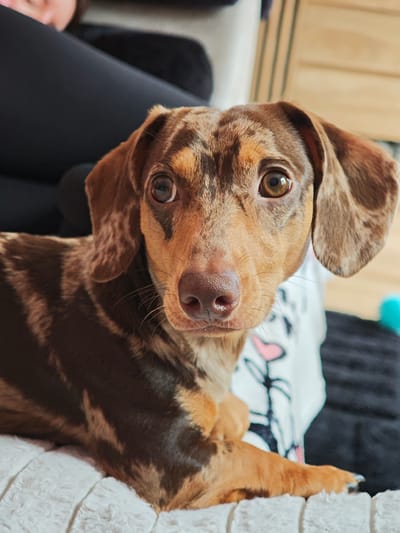 This is a close-up, eye-level portrait of a dapple dachshund puppy. The puppy has a brown and tan marbled coat with dark brown stripes across its body and ears. Its eyes are a warm brown, and its nose is a dark pinkish-brown. The puppy is looking directly at the camera with a curious expression. It appears to be lying down on a white, textured surface, possibly a blanket or sofa. In the background, a person is partially visible, wearing dark clothing. There is also a white object with a black and pink floral pattern, and a blurry teal object. The lighting suggests it is daytime. The overall scene is casual and domestic, likely taking place indoors.