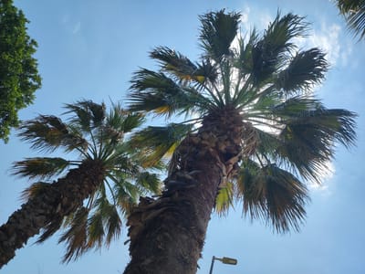 The image is an outdoor, low-angle shot looking up at palm trees against a bright blue sky. Sunlight filters through the fronds of the palm trees, creating a backlit effect. In the upper left quadrant, the green foliage of another type of tree is visible. The trunks of the palm trees are thick and textured, with what appear to be remnants of old fronds. A portion of a street lamp is visible in the lower right quadrant. The sky contains scattered white clouds. The scene suggests a warm, sunny day.