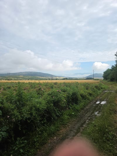 This rotated image, when viewed correctly (rotated 90 degrees clockwise), captures a serene rural landscape under an overcast sky.
In the immediate foreground, a dirt path, visibly muddy with several puddles reflecting the sky, stretches into the distance. Lush green vegetation, including thick bushes and some scattered pink wildflowers, flanks the path on both sides. A reddish, blurry object, likely a finger or part of the camera, is visible on the far right edge of the corrected image.
Beyond the path and green foliage, expansive golden-brown fields, likely cultivated with crops such as wheat or barley, dominate the midground. Several utility poles with power lines traverse the fields, adding a touch of infrastructure to the natural setting.
In the distant background, rolling mountains with soft, hazy outlines rise against the horizon. A large, fluffy white cloud stands out against the lighter blue sky above one of the mountain peaks. The sky itself is mostly covered with light grey and white clouds, suggesting an overcast or partly cloudy day.
The scene depicts a peaceful, natural environment, likely captured during the daytime, given the illumination. The muddy path and puddles indicate recent rainfall. There are no people visible, nor any discernible text in the image. The location context provided is Ivan Vazovo, Bulgaria, which aligns with the rural and mountainous landscape depicted.