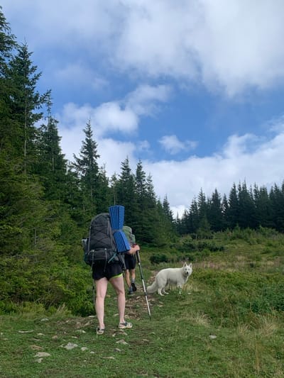 The image depicts a hiking trail scene within a forested mountainous region, identifiable as the Carpathian Mountains in the vicinity of Vorokhta, Ukraine. Two individuals and a dog are present on or adjacent to the trail. The foreground features the rear view of a person wearing dark shorts and light-colored open-toed footwear, carrying a dark-colored hiking backpack with a blue rolled sleeping mat strapped vertically to its left side. This individual utilizes one hiking pole in their right hand. Directly behind them, a second person is partially visible, also equipped with a backpack and a hiking pole. To the right of the dirt and rock-strewn trail, a large white-furred dog stands within a grassy area, facing the viewer. The environment is characterized by dense coniferous trees forming a forest line to the left and extending into the background. The sky above is predominantly blue with scattered white cumulus clouds. The ground consists of a packed dirt path, bordered by green grasses and various low-lying shrubs.
