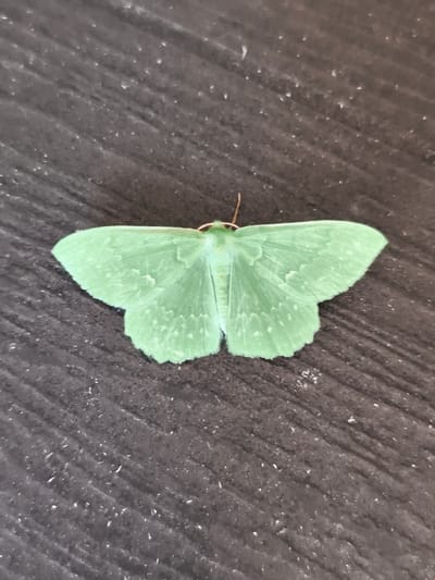 The image displays a light green moth resting on a dark, textured surface. The moth is the primary subject, positioned centrally and viewed from directly above. Its wings are spread wide, revealing a delicate pattern of lighter green markings and small, irregular white speckles across their surface. The moth's body is a slightly darker green, and two thin antennae extend forward from its head.
The surface beneath the moth appears to be wood or a similar material, characterized by distinct, parallel lines or grooves running diagonally across the frame. This surface is speckled with numerous tiny white or light-colored particles, which could be dust or debris.
The lighting suggests it is daytime, and there are no overt clues about the weather conditions or a specific time of day beyond that. The setting is not clearly identifiable, but the texture of the surface might indicate an outdoor environment or a piece of furniture. There is no text visible in the image. The overall mood is still and quiet, focusing on the natural beauty and intricate details of the insect.