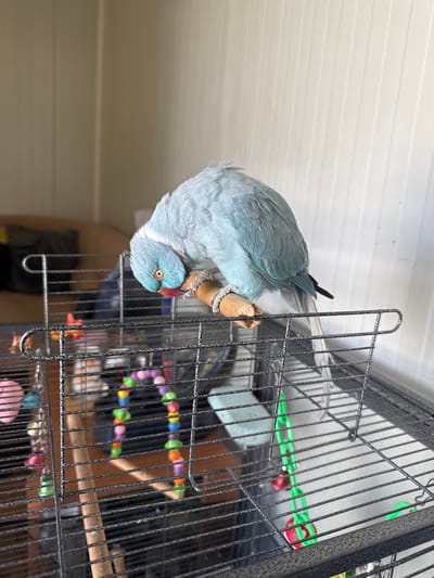 A vibrant blue-green parrot is captured hanging upside down from a wooden perch inside its cage in an indoor setting in Topoli, Bulgaria. The parrot, likely a Rose-ringed Parakeet, displays bright blue-green plumage and has a distinctive red beak. Its right eye, a striking orange with a black pupil, is clearly visible as it gazes directly at the viewer with a curious and engaged expression.

The wooden perch, held firmly by the parrot's feet, is secured within a dark grey wire cage. The cage contains several colorful toys, including a long green plastic chain with red accents hanging from the top, and a multi-colored beaded toy (featuring green, yellow, orange, pink, and purple) visible further inside. A small pink plastic toy can also be seen near the bottom of the cage.

The background consists of a white, slatted ceiling at the top and a plain, light beige wall at the bottom, suggesting a typical domestic interior. The lighting is bright and even, illuminating the scene clearly without harsh shadows, indicative of either natural daylight or artificial indoor lighting. The image conveys a sense of a playful and alert pet within its home environment. No text is visible.