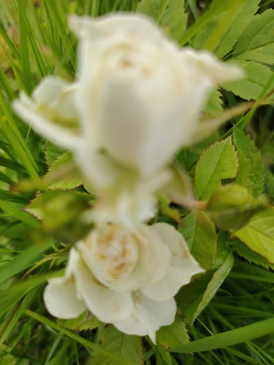 The image is a close-up, out-of-focus shot of white rose buds and blossoms surrounded by green grass and leaves. The scene is natural and appears to be outdoors. The photograph was taken in the city of Soivolovskaya, Russia. There are no people, animals, or man-made objects clearly visible. The focus is on the flora, with the white petals and green foliage dominating the composition.