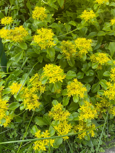 A close-up, eye-level, vertical shot shows a dense cluster of bright yellow, star-shaped flowers in Izborsk, Russia. The flowers are the main focus, appearing in clusters atop thick, green stems and surrounded by broad, succulent green leaves. Some blades of grass and other small green plants are visible at the bottom of the frame. The lighting is natural and evenly distributed, suggesting an outdoor scene in daylight. There are no people or animals present.