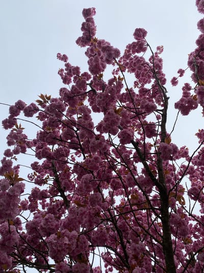 The image depicts a flowering tree against a pale gray sky. The tree is covered in clusters of densely packed pink blossoms, with some brown leaves visible among the flowers and branches. The branches are dark and extend across the frame. The viewpoint is looking up into the tree canopy. There is no explicit indication of the location being Truchtersheim, France within the image.