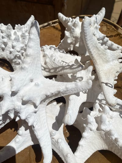 A close-up, overhead shot shows a collection of white, dried starfish, some with prominent bumps and spines, arranged in a shallow, circular, brown object, possibly a bowl or tray. The starfish are layered and overlap each other, casting shadows on the surface they rest on and on each other. The background is blurred and appears to be a wooden surface, suggesting an outdoor setting in Conil De La Frontera, Spain, possibly a market stall or souvenir shop. The lighting suggests a sunny day. No people are visible in the image.