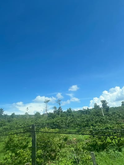 An outdoor, eye-level, medium shot captures a bright, clear blue sky dominating the top two-thirds of the frame. A line of fluffy white clouds stretches horizontally across the lower portion of the sky. Below the sky, lush green vegetation covers a hilly landscape. Several thin, bare trees with sparse branches are scattered throughout the greenery. In the foreground, a series of dark horizontal lines, likely wires, are suspended between two fence posts, one of which is visible in the lower center of the image. The scene appears to be a rural agricultural area, possibly a farm or plantation, in Thôn 6, Vietnam, under a sunny sky.