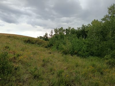 This is an outdoor, eye-level photograph of a landscape under a cloudy sky. The image depicts a grassy hillside with a patch of trees to the right. The hillside is covered in various types of grasses and some flowering plants. In the background, a line of deciduous trees forms a dense border along the top of the hill. The sky is overcast with heavy, gray clouds. The scene appears to be in a rural or natural setting, possibly in the city of Imeni Tel'mana Nomer Tretiy, Kazakhstan, as indicated by the request. No people or animals are visible in the image.