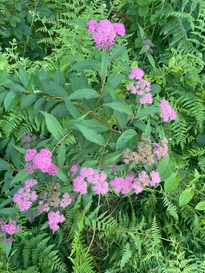 A close-up, eye-level, full-shot photograph taken outdoors in Buknari, Georgia, features a cluster of vibrant pink flowers of the Spiraea japonica plant. The flowers are arranged in dense, frothy clusters atop slender stems, contrasting with the deep green, serrated leaves of the shrub. Surrounding the flowering plant is an abundance of lush, green ferns, their intricate fronds creating a dense, verdant backdrop. The lighting is natural and diffused, suggesting an overcast day or a shaded location, with no direct sunlight visible. The composition is organic and naturalistic, capturing a moment in the wild flora of the region. No people or artificial objects are present in the scene. The image is sharp and in focus, highlighting the textures and colors of the plants.
