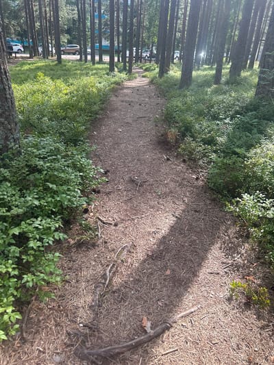 The image depicts a forest path in Smolyachkovo, Russia, lined with mature pine trees and dense undergrowth of blueberry bushes. The path itself is covered in pine needles and small twigs. Sunlight filters through the trees, casting shadows on the path. In the background, through the trees, a few parked cars and a building are visible, suggesting the proximity of a residential area. The scene is natural and serene, with no people or animals present.