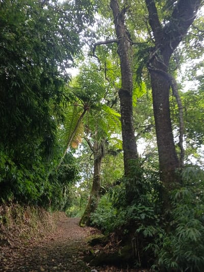 A stone path meanders through a lush forest. Towering trees with dark bark flank the path, their branches reaching towards a bright sky. Dense foliage, including fern-like plants, grows along the path's edge and around the base of the trees. The path is covered in fallen leaves and appears uneven, suggesting a natural and undisturbed environment. The scene evokes a sense of tranquility and immersion in nature.