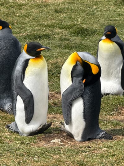 A row of king penguins rest on a grassy surface. The penguins have a distinctive black head with a bright yellow patch on the side of their neck. Their bodies have black backs and white bellies. Some penguins are sleeping, with their heads tucked under their wings. The penguins are in varying positions, some slightly overlapping. The grass is green with patches of brown, indicating dry areas.