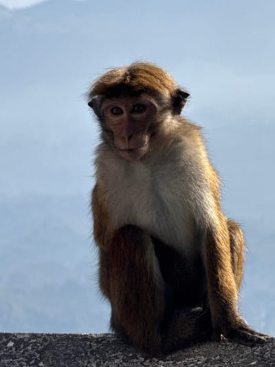 A primate, possibly a toque macaque, clings to a rough, vertical surface. The monkey's face, with its inquisitive gaze, is prominently displayed. Its fur is a blend of brown and white. The overall orientation of the image is rotated, with the monkey's face tilted downwards and the blue sky visible in the background.