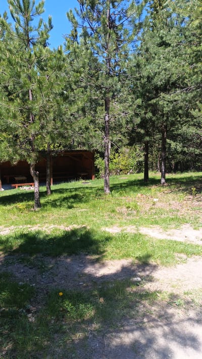 The image shows a glade in a forest setting, possibly near Sini Vrah, Bulgaria. A wooden shelter with benches and tables is visible in the background, partially obscured by several pine trees in the foreground. The ground is covered in green grass with patches of dirt and shadows from the trees. One small yellow flower is also visible. No people or animals are visible.