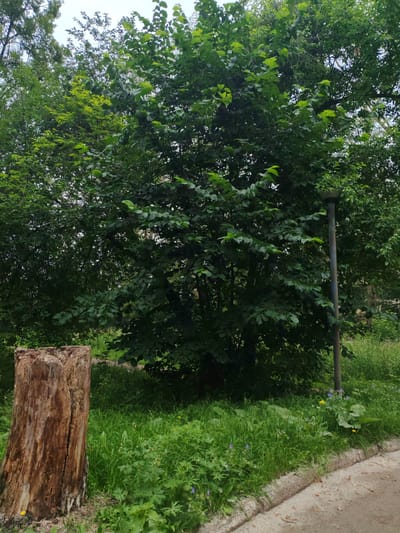 The image depicts an outdoor scene with lush green foliage dominating the frame. In the foreground on the left is a weathered tree stump, exhibiting rough, textured bark in shades of brown and orange. To the right of the stump is a patch of dense green grass interspersed with small wildflowers, some of which are purple and yellow. A concrete curb runs along the right side of the image, bordering a sandy or gravelly path. Behind the grass and curb, a tall, slender metal lamppost stands vertically, partially obscured by the overhanging branches of trees. The background is filled with the dense canopy of a large tree with dark green leaves, suggesting a park or a residential area with abundant vegetation. The sky above is overcast and pale. The scene is characteristic of a park or communal area within the city of Сокол, Russia, likely a public space where nature and urban elements coexist. There are no people or animals visible in the image, and no discernible actions are taking place. The overall impression is one of natural growth in an urban setting.