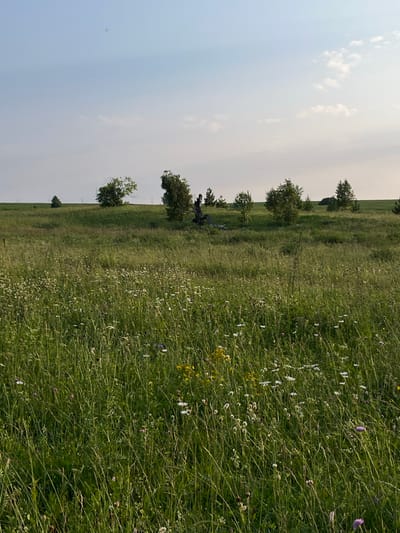 The image depicts a vast, overgrown meadow in Kutlu-Bukash, Russia, under a pale blue sky with wispy clouds. The foreground is dominated by tall, green grass interspersed with numerous wildflowers of various colors, including white daisies, yellow buttercups, and purple thistles. Several trees are scattered across the undulating landscape, some appearing slender and green, while others are more mature and weathered, including a prominent, dark, dead tree trunk on the left side of the image. In the distance, the terrain slopes upwards, with more trees and what appear to be power lines visible on the horizon. The overall impression is of a wild, natural environment bathed in soft, natural light.