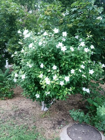 The image shows a large, blooming hibiscus bush with white flowers in the city of Krasnoe, Moldova. The bush is dense with green foliage and is the main subject of the photograph. The ground around the bush is covered with dry grass and dirt. To the right of the bush, a manhole cover is visible. In the background, there are trees with green leaves. The lighting suggests it is daytime, possibly overcast. There are no people or animals in the image.