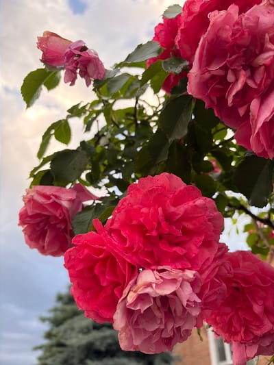 The image shows a close-up of pink roses in bloom, against a cloudy sky. The roses are in various stages of opening, with some fully bloomed and others still in bud. The petals are delicate and layered, with a soft, velvety texture. Some of the petals have water droplets on them, suggesting it may have recently rained. The leaves of the rose bush are a deep green and appear healthy. In the background, a blurry evergreen tree and a hint of a brick building can be seen. The lighting suggests it is either early morning or late afternoon. The image is an outdoor scene, and based on the context provided, it is located in Dachnoye, Russia.