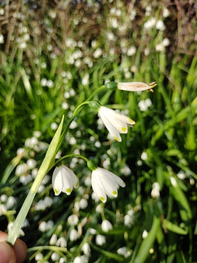 The image depicts three Leucojum aestivum flowers on a single green stem, held by a human hand, situated within a dense field in the New Forest, United Kingdom. The three white, bell-shaped flowers feature distinct green markings at the tips of their tepals. Two flowers are fully open and hang downwards. The uppermost flower appears partially withered, exhibiting brownish tips and a more closed structure. A human hand, identified by a visible thumb and index finger with light skin tone, grasps the lower portion of the stem. The immediate background shows a dense, out-of-focus expanse of numerous similar white flowers and green foliage. The distant background is a blurred combination of brown and dark green tones, indicative of further vegetation or trees. The scene is illuminated by natural daylight.