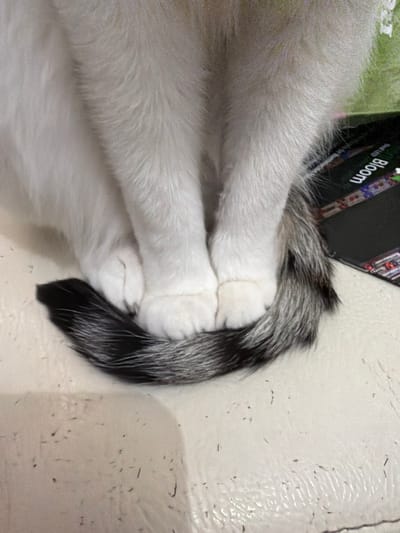 The image shows a close-up view of a cat's white paws and its tail, which has black and gray markings. The cat is sitting on a light-colored, textured surface that appears to be a couch or chair. A portion of a dark, rectangular object with the word "Bloom" printed in white is visible to the right of the cat's hindquarters. The background is blurred and shows hints of green. There is no indication of the location being in Figueres, Spain, as the image solely focuses on the cat and its immediate surroundings.