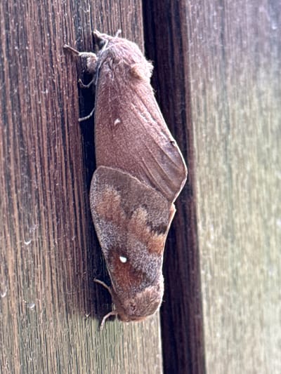 Two moths are mating on a wooden surface. The moths are brown and fuzzy, with one moth positioned on top of the other. The wooden surface appears to be a fence or a wall, with vertical planks. The background is blurred, suggesting a shallow depth of field, but it appears to be outdoors. The image was taken in the city of Khmilna, Ukraine.
