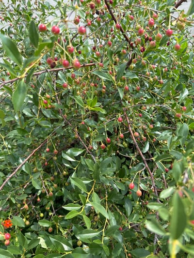 The image is a close-up, eye-level shot of a cherry tree laden with ripe and ripening cherries, interspersed with lush green leaves and thin branches. The cherries are predominantly red, with some showing a pinkish hue, and a few green ones are also visible, indicating a mix of ripeness. The branches are a mix of brown and reddish-brown, some thin and delicate, others thicker, forming a dense canopy. The background is a soft blur of green foliage and possibly a light-colored wall or building, suggesting an outdoor, perhaps urban or suburban, setting in Қосшы, Kazakhstan. There are no people or animals visible in the frame. The lighting suggests a bright, natural daylight scene. In the lower left corner, there is a small cluster of bright orange-red flowers, adding a contrasting splash of color to the predominantly green and red palette.