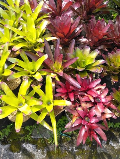 The image displays a dense cultivation of approximately two dozen bromeliad plants, observed outdoors in El Rincón de Monagas, Venezuela. The plants exhibit two primary colorations: a vibrant chartreuse green and a range of reds to maroons.
In the upper left quadrant and extending downwards, several chartreuse green bromeliads are visible. These plants feature broad, pointed leaves, some with pale pinkish tips, forming a central rosette. Individual plants are situated in containers, with visible granular substrate within.
The right side and central portions of the image are dominated by bromeliads displaying various shades of red, burgundy, and maroon. Some of these red plants have lighter green centers or speckled patterns on their leaves. These plants also form rosettes and are contained in individual pots, largely obscured by their foliage.
The ground surface in the lower half of the frame consists of a concrete or paved area, partially covered by patches of green moss and small herbaceous plants. A thin blue cord is faintly visible on the ground near the bottom center. The scene is illuminated by natural sunlight, casting subtle shadows and highlighting the varied textures and colors of the plant leaves. No human subjects, animals, or specific actions are depicted.