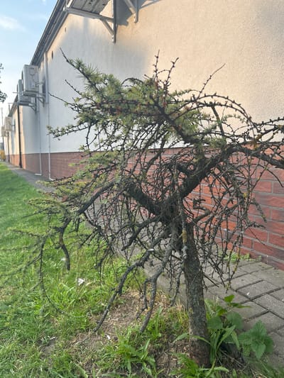 A young, somewhat sparse coniferous tree with thin, dark branches and sparse green needles grows in the foreground, leaning to the left. It is situated between a grassy area on the left and a paved walkway composed of grey rectangular bricks on the right. Behind the tree is a light-colored building with a reddish-brown brick base. Several outdoor air conditioning units are mounted on the wall of the building, above the brick section. The sky above is a pale blue with some wispy clouds. The scene appears to be an outdoor area near a building, possibly a commercial or industrial property, in a city.