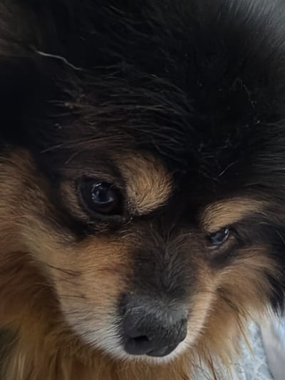A close-up of a dog's face is presented. The dog has black and brown fur. Its dark nose is visible, and its eyes are open and appear to be looking up. The background is blurry. There is no evidence of the location being Cuautla, Mexico.