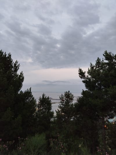 The image captures a scenic view of the Caspian Sea from a slightly elevated vantage point, likely in Sabail Raion, Azerbaijan, during twilight or a cloudy day. In the foreground, several dark, dense pine trees frame the scene, their needles and branches creating a silhouetted effect against the lighter sky and sea. The lower part of the foreground features various green shrubs and some small pink flowers.

The middle ground reveals the expanse of the Caspian Sea, appearing calm with a muted, grayish-blue hue. Across the water, there are visible structures that appear to be piers or breakwaters, as well as distant lights and possibly buildings along the coastline, suggesting an urban or port area. A Ferris wheel, illuminated with bright white lights, is prominently visible in the middle distance, indicating a recreational area. Several small boats or ships are also scattered across the water.

The sky is overcast with thick, textured gray clouds, obscuring the sun and creating a diffused light that lends a somber yet peaceful atmosphere to the scene. The overall impression is one of a tranquil coastal landscape at the end of the day, with hints of human activity in the form of the port structures and the illuminated Ferris wheel.